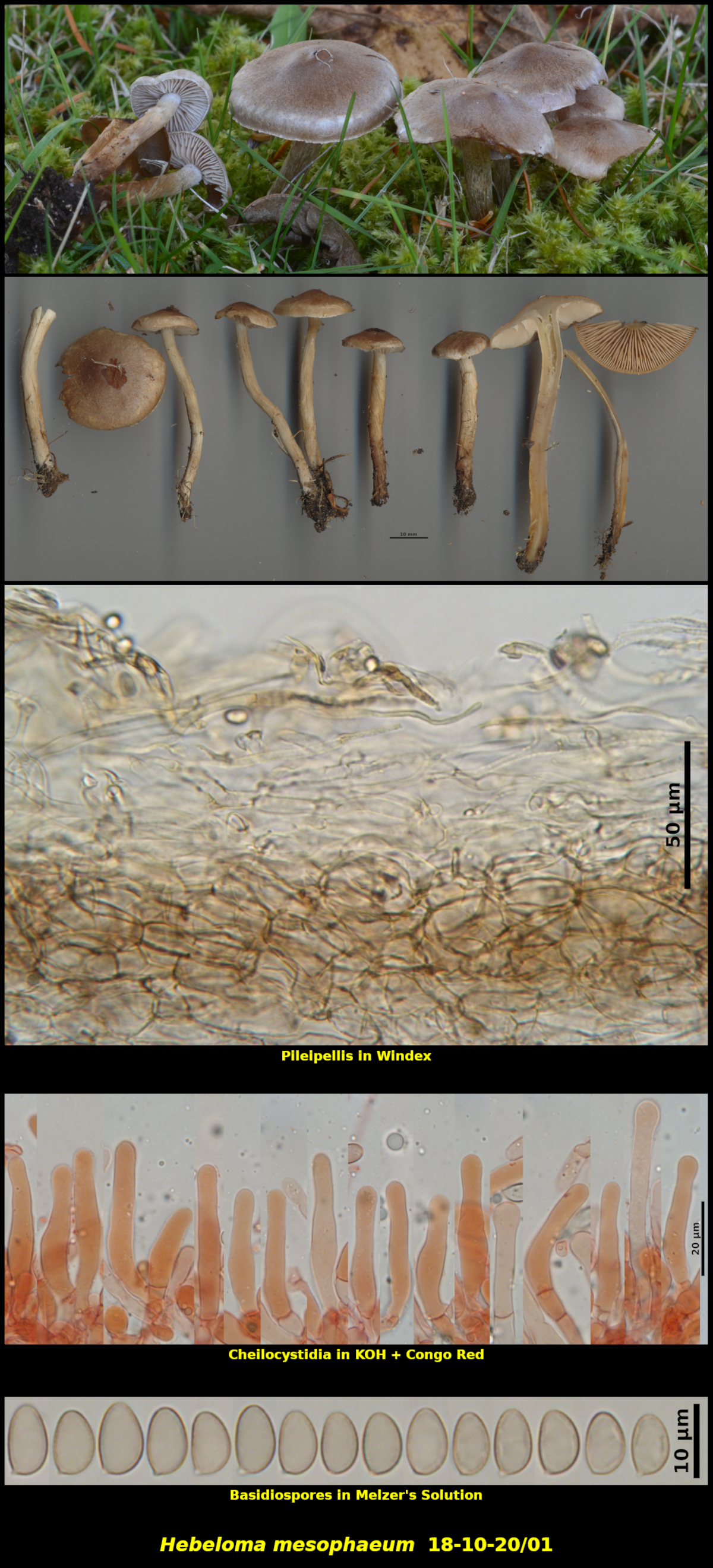 Picture of Hebeloma mesophaeum 18-10-20/01